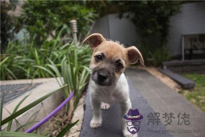 男狗女狗在一起好不好 適合結婚嗎