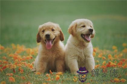 屬龍和屬狗的婚姻怎樣 在一起會幸福嗎