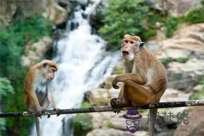 女馬配男猴婚姻怎麼樣 千萬不能和誰配