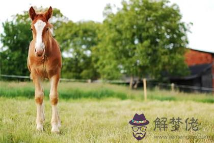 女馬配男猴婚姻怎麼樣 千萬不能和誰配