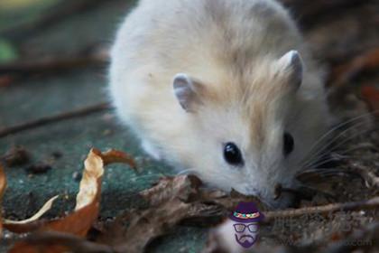 鼠女跟馬男的婚姻相配嗎 會經常吵架嗎