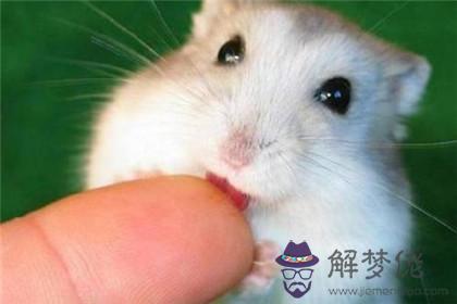 屬猴的為什麼喜歡屬鼠的 二者結婚好嗎