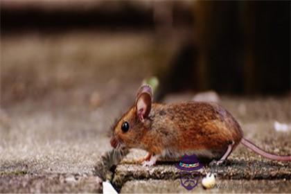 干爸爸屬猴孩子屬鼠好嗎 是否相沖