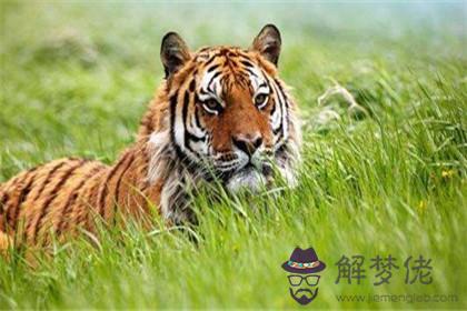 屬羊女與屬虎男婚配好不好