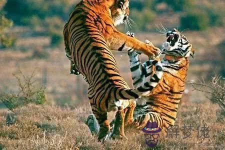 1974年12月7日屬虎的2020年運勢?