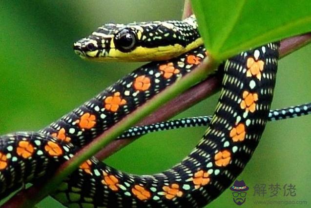 年蛇女一生婚姻結局：年屬蛇女的婚姻