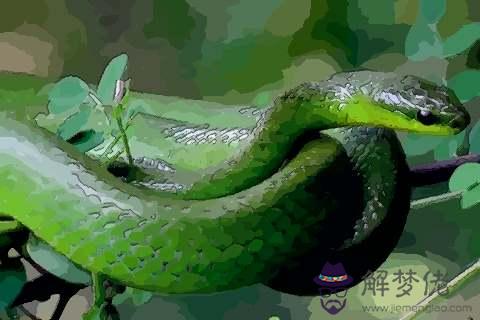 年屬蛇的能賺大錢嗎：年屬蛇的坐哪個位置能贏？