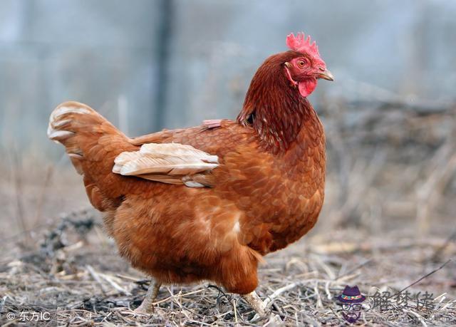 2021年是屬雞的運程:2021年屬雞人的全年運勢怎麼樣?