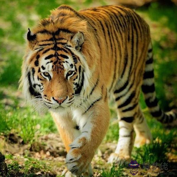 屬虎女財運:年屬虎女人,30以后運氣怎麼樣?