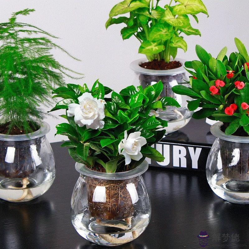 最旺屬虎的擺件保平安:屬虎人最適合佩戴什麼飾品