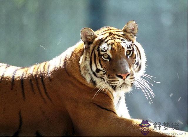 屬虎的今年的命運:正月14屬虎的女人今年命運怎麼樣