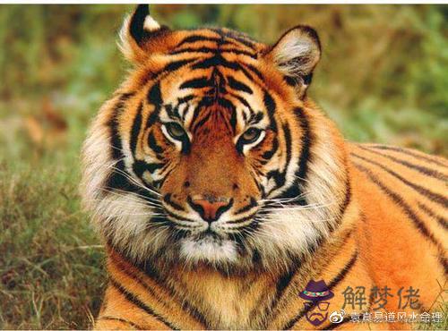 屬虎今年有一難:屬虎的今年犯什麼