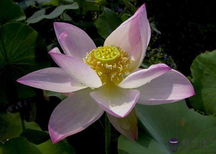 2021年不適合生孩子的生肖有哪些,什麼屬相易添丁?