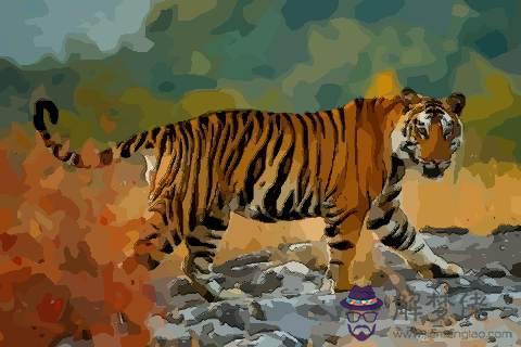 什麼生肖的父母適合生虎寶寶：父母都屬虎孩子要什麼屬相的好