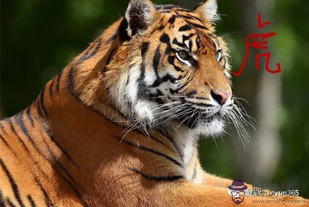 虎命運1986年:86年的虎是什麼命運