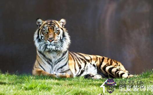 年屬虎的人年運勢怎樣?男性女性35歲虎佩戴什麼好