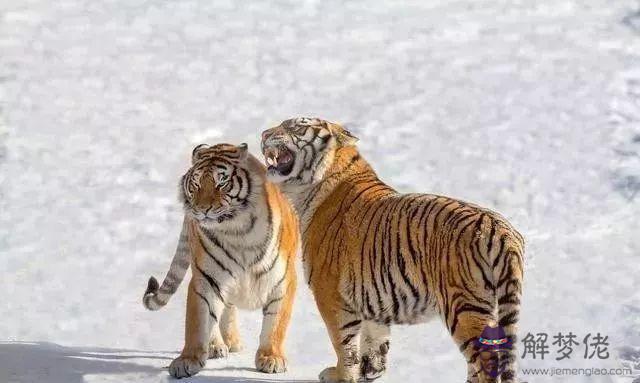 今年屬虎的婚姻如何:我屬虎今年婚姻如何