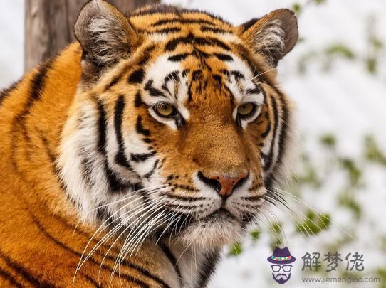 農歷幾月份的老虎最好命:幾月虎最好?