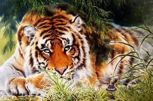 74年虎年運勢如何:74年屬虎女問今年工作運勢如何