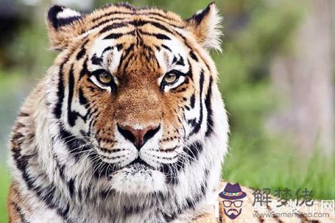 屬虎女適合什麼工作:年屬虎女生事業怎樣