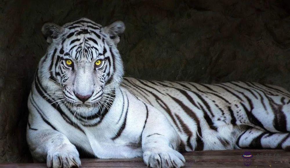 86年虎2021年運勢完整版:1986年屬虎的人2021年運程