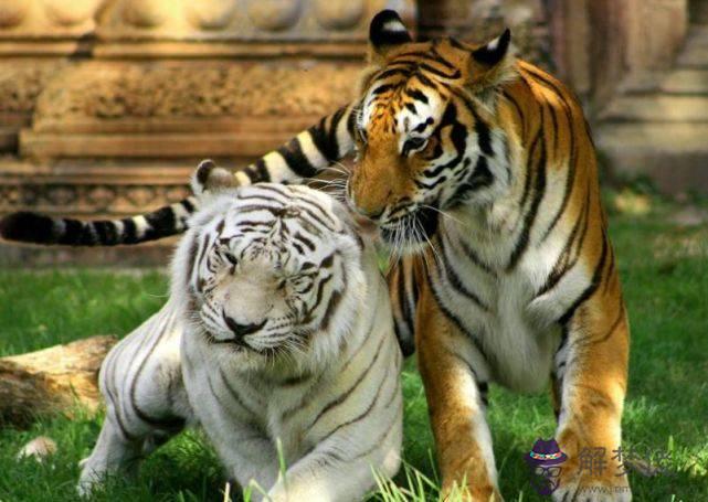 62年屬虎什麼時候退休:62年屬虎的到年多大歲數?