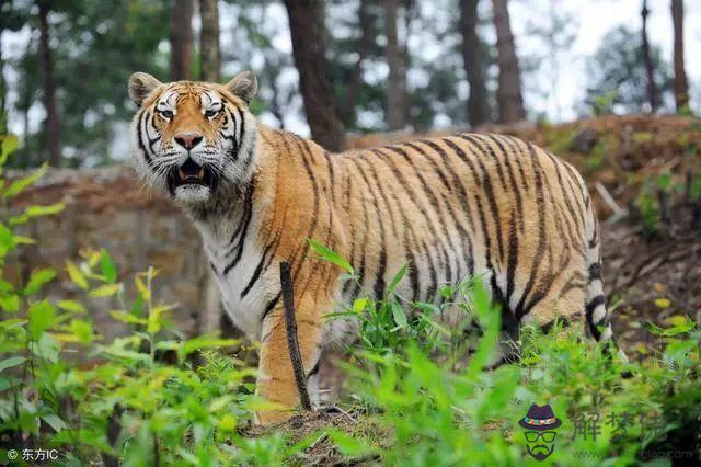 62年屬虎什麼時候退休:62年屬虎多少歲?