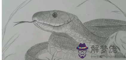 屬蛇一生有幾個孩子:屬蛇的人生什麼孩子