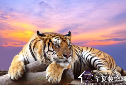 屬虎的幾月出生最好命男孩子：年屬虎幾月出生好