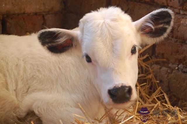 屬羊的三大貴人:年生肖屬羊的人貴人是誰