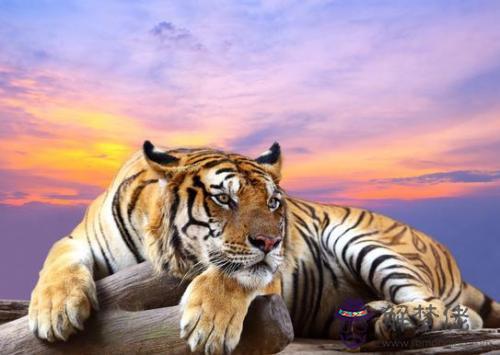 虎年適合生寶寶的屬相:屬虎夫妻倆生個什麼屬相的孩子好