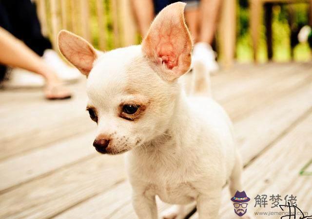 2021年屬狗人的全年運勢:2021年屬狗人的全年運勢及運程?