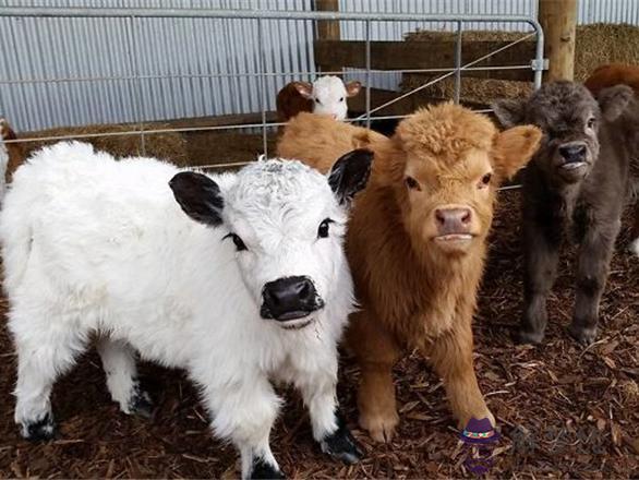 牛寶寶起什麼名:年農歷一月十九日一點五十時分生的男寶寶起什麼名字好呢?