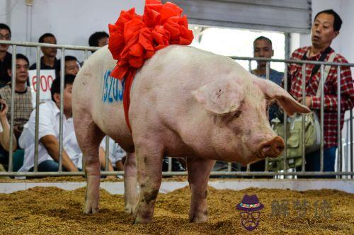 年屬豬姻緣:屬豬的屬兔婚姻