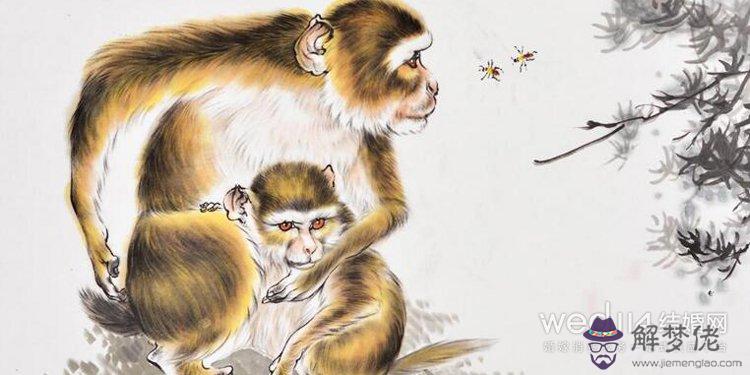 屬猴男與屬猴女婚姻狀況:屬猴男與屬猴女相配嗎?