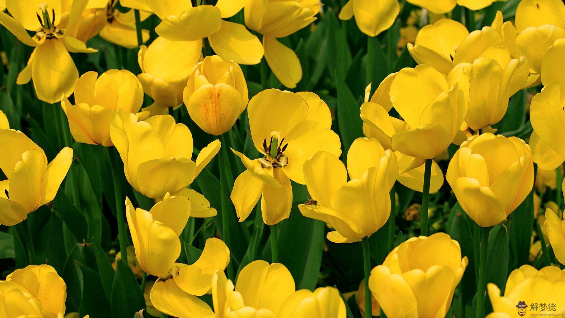 年偏財運最旺的生肖:年運勢最好的生肖是什麼?