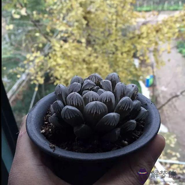 年偏財運最旺的生肖:12生肖哪年偏財運最好