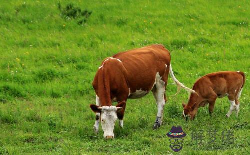 屬牛的寶寶取名字有什麼講究:屬牛女孩子起名禁忌!