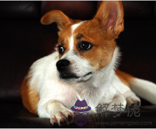 屬狗最佳婚配前十名屬相:屬鼠男性適合的婚配屬相