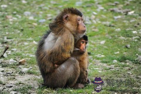 85男牛92女猴合不合:男屬牛85牛女屬猴92年相配嗎