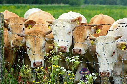 2021年屬牛寶寶正月出生好不好