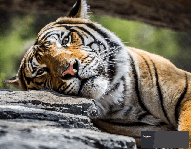 屬虎今年的運勢和財運:屬虎的人年的運勢