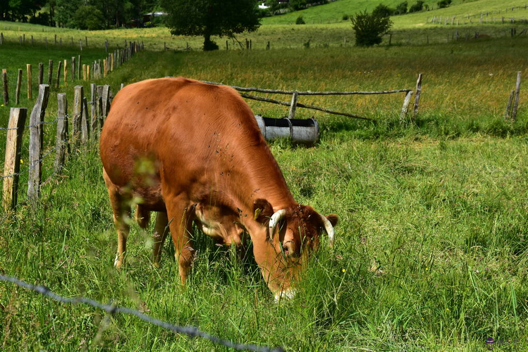 年屬牛的正月出生好嗎：年屬牛本命年可以登記嗎？出門要注意什麼