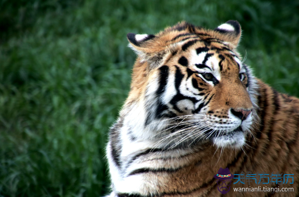 屬虎的今年都是多大歲數的人:屬虎年出生的人,今年多少歲