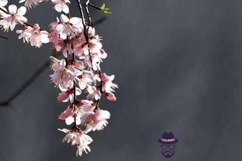 你知道該如何用水晶催旺桃花運嗎 第1张