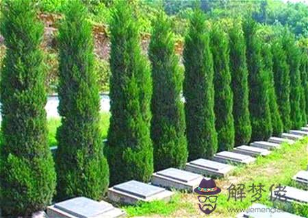 為什麽墓地要種柏樹 - 墓地種柏樹有什麽講究 第1张
