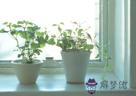 窗臺適合擺什麽植物 第1张