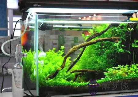 一進門看見魚缸好不好 第3张
