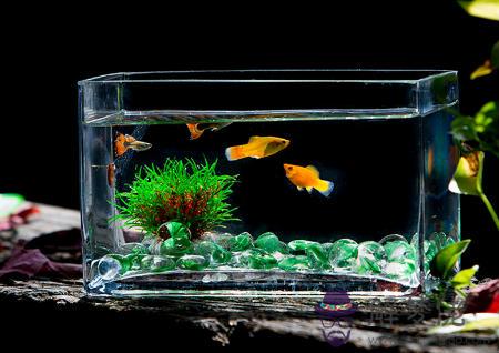 臥室魚缸擺放風水 第2张