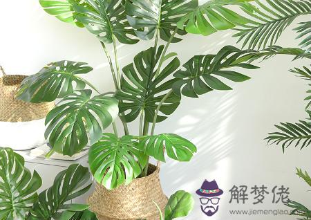 臥室植物擺放風水禁忌 第1张